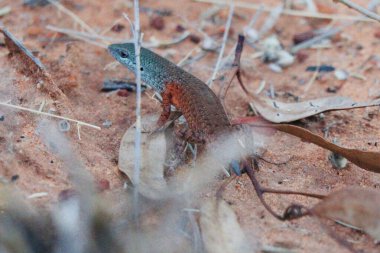 Ormandaki kertenkele