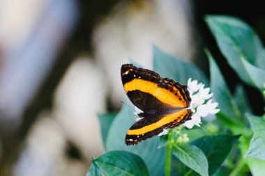 Yaprağın üzerinde güzel bir kelebek