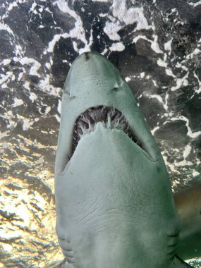 Ağzı ve ağzı açık köpekbalığı, kapat - kapat,