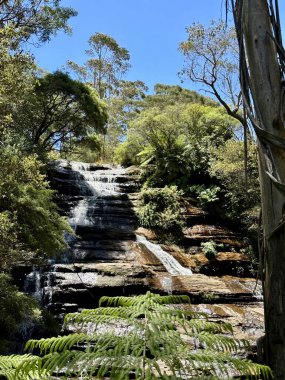 Ormanda güzel bir şelale