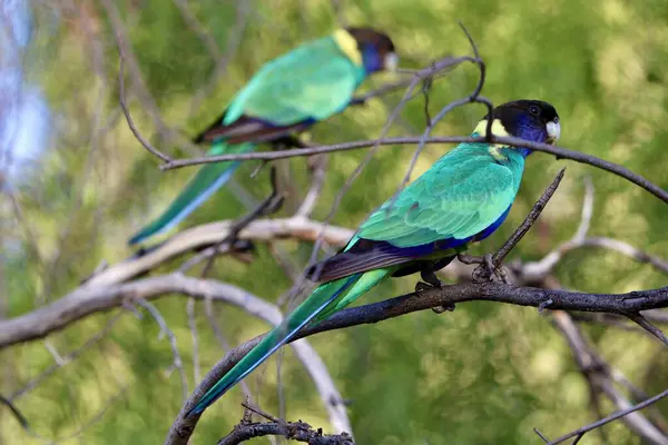 beautiful blue and green birds, nature concept