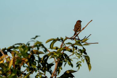 Kuş sonbaharda ağaçta oturur.