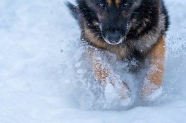 Alman çoban köpeği karda oynuyor.