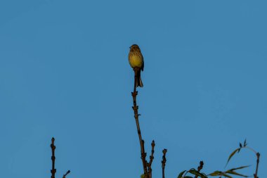 Sonbaharda ağaçta oturan kuş.