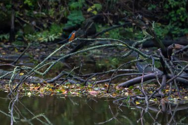 Bir dalda oturan sıradan kingfisher