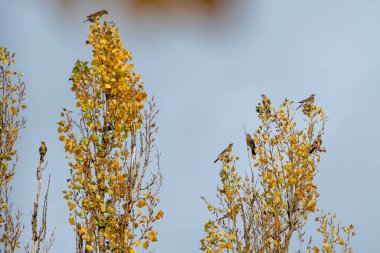Sonbaharda ağaçta oturan kuş.