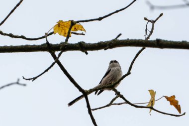 Sonbaharda ağaçta oturan kuş.