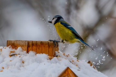 blue tit sittin on a feeder