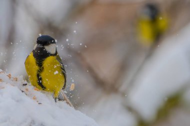 blue tit sittin on a feeder