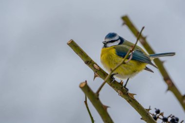 blue tit sittin on a branch