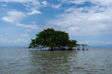 Karayip denizinde mangrov ağaçları