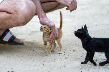 Kedi ve kedi oynuyorlar.