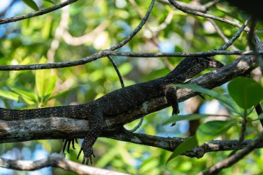 Tropikal ormanda bir dalda kertenkele