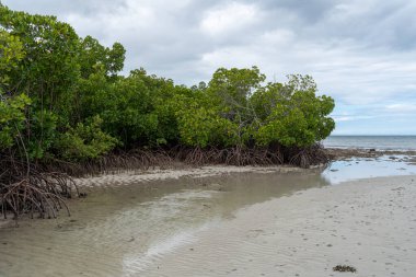Koh Samet 'teki mangrov ağaçları ve deniz.