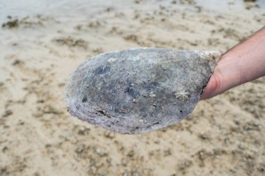 Elinde deniz kabuğu