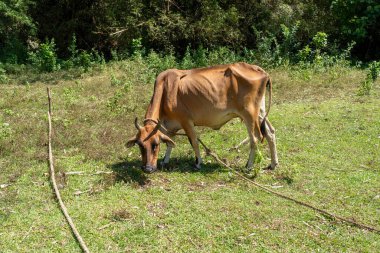 Kırsaldaki tarlada bir inek.