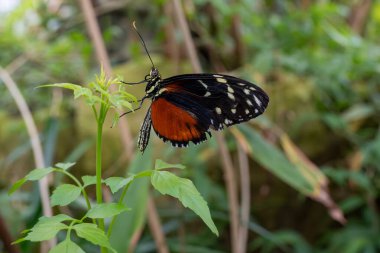 Bahçedeki güzel kelebek