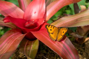 Sarı ve kırmızı bir kelebeğin yakın plan çekimi.