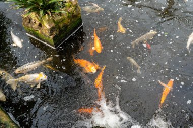 Göldeki koi balığı.