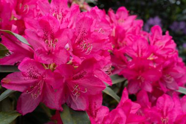 Parktaki güzel rhododendronlar.