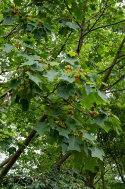 Ormandaki bir ağacın yeşil yaprakları