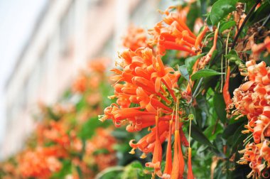 Baharda açan Pyrostegia venusta çiçekleri, Jiangmen, Guangdong, Çin.