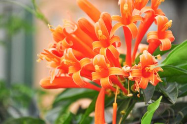 Baharda açan Pyrostegia venusta çiçekleri, Jiangmen, Guangdong, Çin.