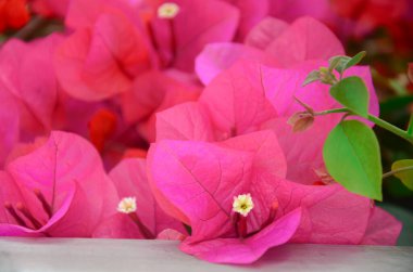 Bahar ayında çiçek açan Bougainvillea, Jiangmen, Guangdong, Çin. Bougainvillea ayrıca Paper Flower veya Rhododendron olarak da bilinir. Mor, pembe, beyaz, turuncu veya kırmızı renkli Bougainvillea..
