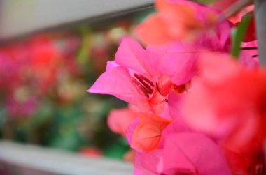 Bahar ayında çiçek açan Bougainvillea, Jiangmen, Guangdong, Çin. Bougainvillea ayrıca Paper Flower veya Rhododendron olarak da bilinir. Mor, pembe, beyaz, turuncu veya kırmızı renkli Bougainvillea..