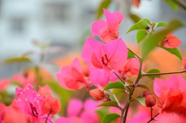 Bahar ayında çiçek açan Bougainvillea, Jiangmen, Guangdong, Çin. Bougainvillea ayrıca Paper Flower veya Rhododendron olarak da bilinir. Mor, pembe, beyaz, turuncu veya kırmızı renkli Bougainvillea..