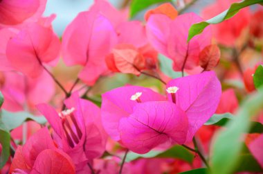 Bahar ayında çiçek açan Bougainvillea, Jiangmen, Guangdong, Çin. Bougainvillea ayrıca Paper Flower veya Rhododendron olarak da bilinir. Mor, pembe, beyaz, turuncu veya kırmızı renkli Bougainvillea..