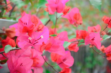 Bahar ayında çiçek açan Bougainvillea, Jiangmen, Guangdong, Çin. Bougainvillea ayrıca Paper Flower veya Rhododendron olarak da bilinir. Mor, pembe, beyaz, turuncu veya kırmızı renkli Bougainvillea..