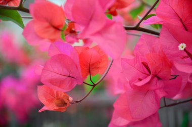 Bahar ayında çiçek açan Bougainvillea, Jiangmen, Guangdong, Çin. Bougainvillea ayrıca Paper Flower veya Rhododendron olarak da bilinir. Mor, pembe, beyaz, turuncu veya kırmızı renkli Bougainvillea..
