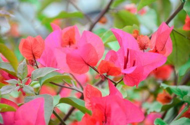 Bahar ayında çiçek açan Bougainvillea, Jiangmen, Guangdong, Çin. Bougainvillea ayrıca Paper Flower veya Rhododendron olarak da bilinir. Mor, pembe, beyaz, turuncu veya kırmızı renkli Bougainvillea..