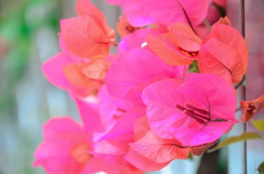 Bahar ayında çiçek açan Bougainvillea, Jiangmen, Guangdong, Çin. Bougainvillea ayrıca Paper Flower veya Rhododendron olarak da bilinir. Mor, pembe, beyaz, turuncu veya kırmızı renkli Bougainvillea..