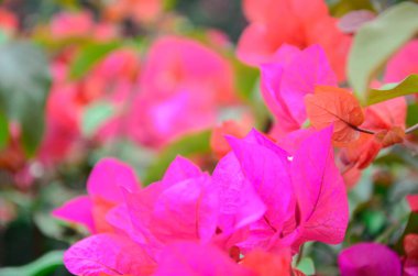 Bahar ayında çiçek açan Bougainvillea, Jiangmen, Guangdong, Çin. Bougainvillea ayrıca Paper Flower veya Rhododendron olarak da bilinir. Mor, pembe, beyaz, turuncu veya kırmızı renkli Bougainvillea..