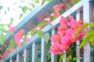 Bahar ayında çiçek açan Bougainvillea, Jiangmen, Guangdong, Çin. Bougainvillea ayrıca Paper Flower veya Rhododendron olarak da bilinir. Mor, pembe, beyaz, turuncu veya kırmızı renkli Bougainvillea..