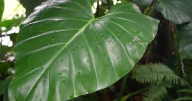 Fil Kulak Bitkisi Tropikal Ayarlarda Yapraklar