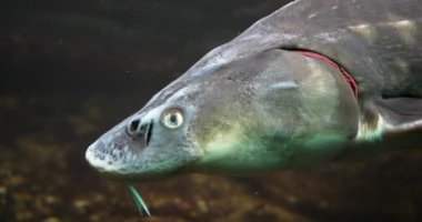 Suda Yüzen Katil Balık Ortamı