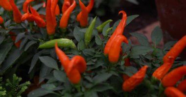 Taze Portakal Biberleri