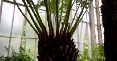 Beyaz Konservatuvardaki yemyeşil Palm Garden