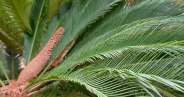 Tropikal Ayarlarda Zarif Avuç Bitkisi