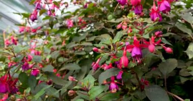 Bush Tropikal Pembe Çiçeklerle Dolu