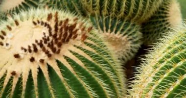 Majestic Round Cacti 'ye yakın çekim