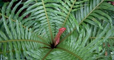 Tropikal Ayarlarda Zarif Avuç Bitkisi