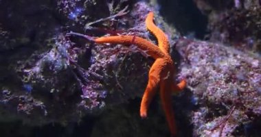 Kaya Altında Turuncu Denizyıldızı