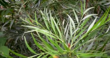 Tropik Manzarada Dikenli Palmiye Çalı