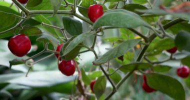 Küçük Taze Kırmızı Biberler