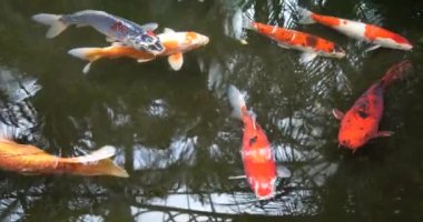 Renkli Koi Balığı ile canlı Koi Gölü