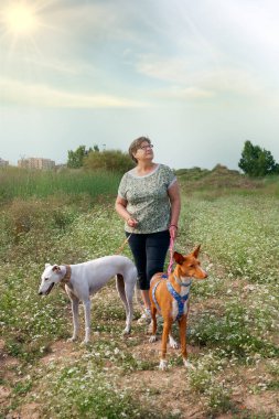 Tarlada bir tazı ve podenko gezdiren kadın.